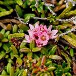 Kalmia procumbens 花