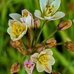 Nothoscordum gracile 花