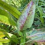 Rumex hydrolapathum Frunză