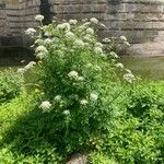 Oenanthe crocata 形態