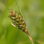 Carex distans പുഷ്പം