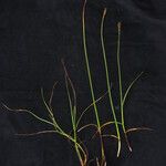 Blysmus compressus Libunga