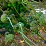 Eriocapitella hupehensis Fruit