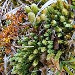 Diphasiastrum alpinum Likasa