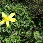 Hypericum richeri Hábitos