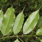 Clarisia racemosa Leaf