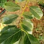 Cinnamomum parthenoxylon Leaf