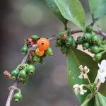 Tricalysia longituba Fruto