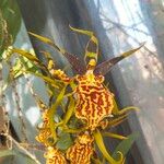 Brassia arachnoidea Fleur