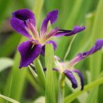 Iris brevicaulis Kukka