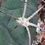 Gymnocalycium saglionis Leaf