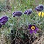 Pulsatilla montana Habitus