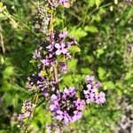 Buddleja alternifolia Λουλούδι