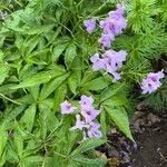 Cardamine pentaphyllos Квітка