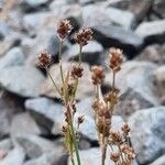 Luzula multiflora Flower