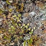 Sempervivum montanum Hábito