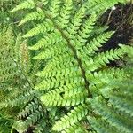 Polystichum polyblepharum Hoja
