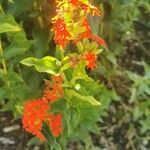 Silene chalcedonica Flower