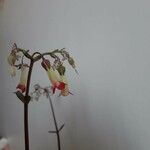 Kalanchoe manginii Цвят