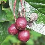 Cotoneaster acutifolius Fruit