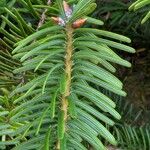 Pseudotsuga menziesii Levél