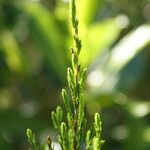 Erica arborescens Leaf