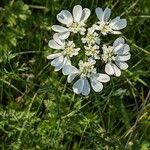 Orlaya grandiflora 形態