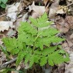 Botrychium virginianum Lapas