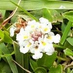 Phyla nodiflora Flor
