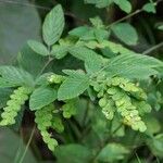 Phyllodium pulchellum Leaf