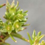 Scleranthus uncinatus Květ