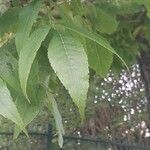 Fraxinus pennsylvanica পাতা