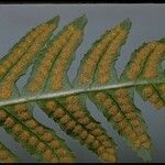 Polypodium californicum Otro