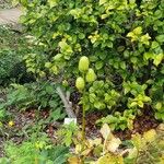 Cardiocrinum giganteum Frucht