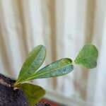 Crescentia alata Hoja