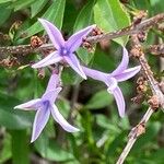 Syringa persica Flor