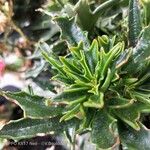 Kalanchoe ceratophylla Blatt