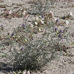 Astragalus magdalenae Hábito