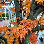Acer × freemanii পাতা