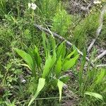 Sagittaria lancifolia Blad