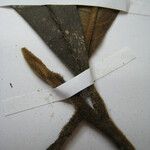 Tetrameranthus guianensis Други