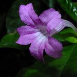 Barleria cristata 花