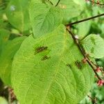 Persicaria virginiana Hoja