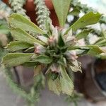 Euphorbia ritchiei Flower