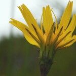 Microseris borealis Blomma