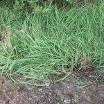 Glyceria fluitans Fulla