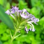 Verbena lilloana