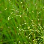 Alisma subcordatum Yeri