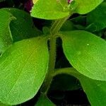 Petunia × atkinsiana Leaf
