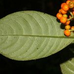 Psychotria racemosa Цвят